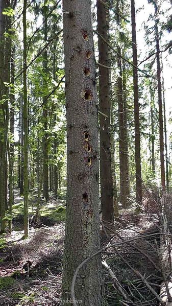 Tiedosto:12 skiittasaari07b hap.jpg