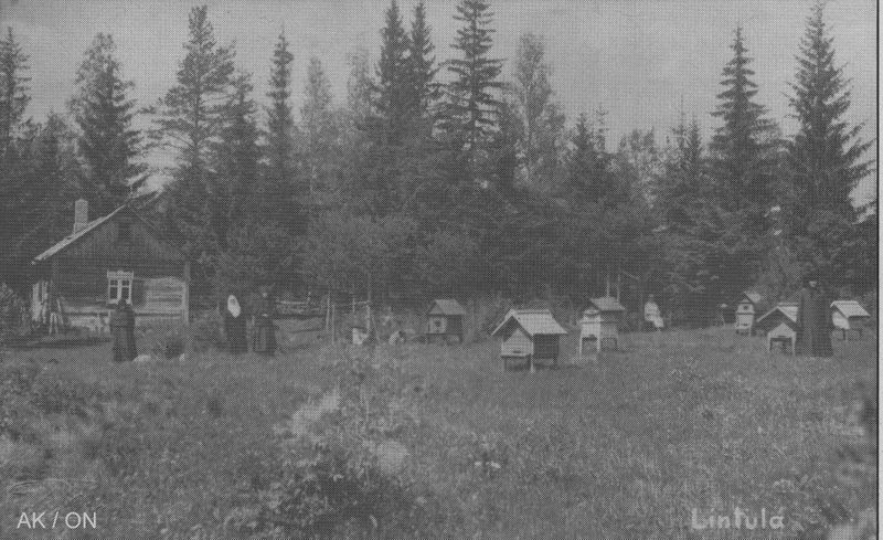 Tiedosto:Lintula 04 vanha ak.jpg